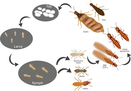 termite control durham nc cycle