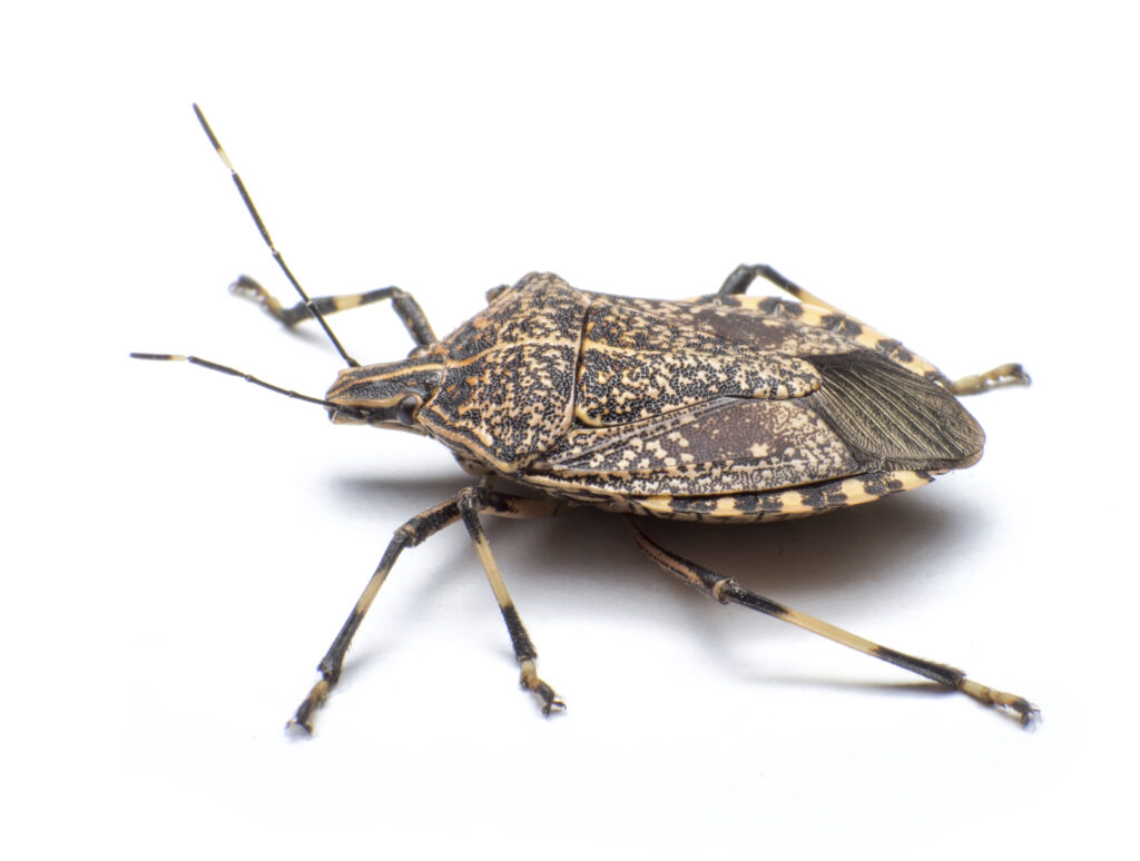Why are the stink bugs so bad in Knoxville? pest control