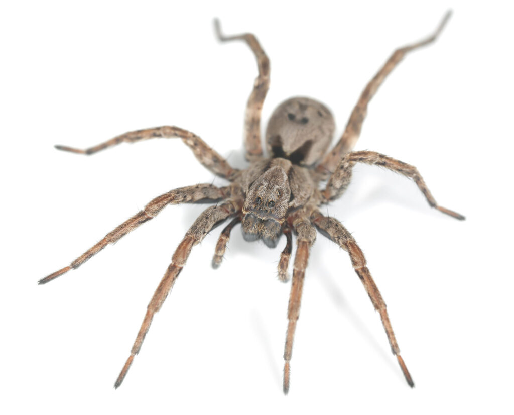 spiders pest control