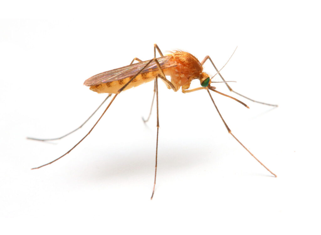 mosquitoes pest control