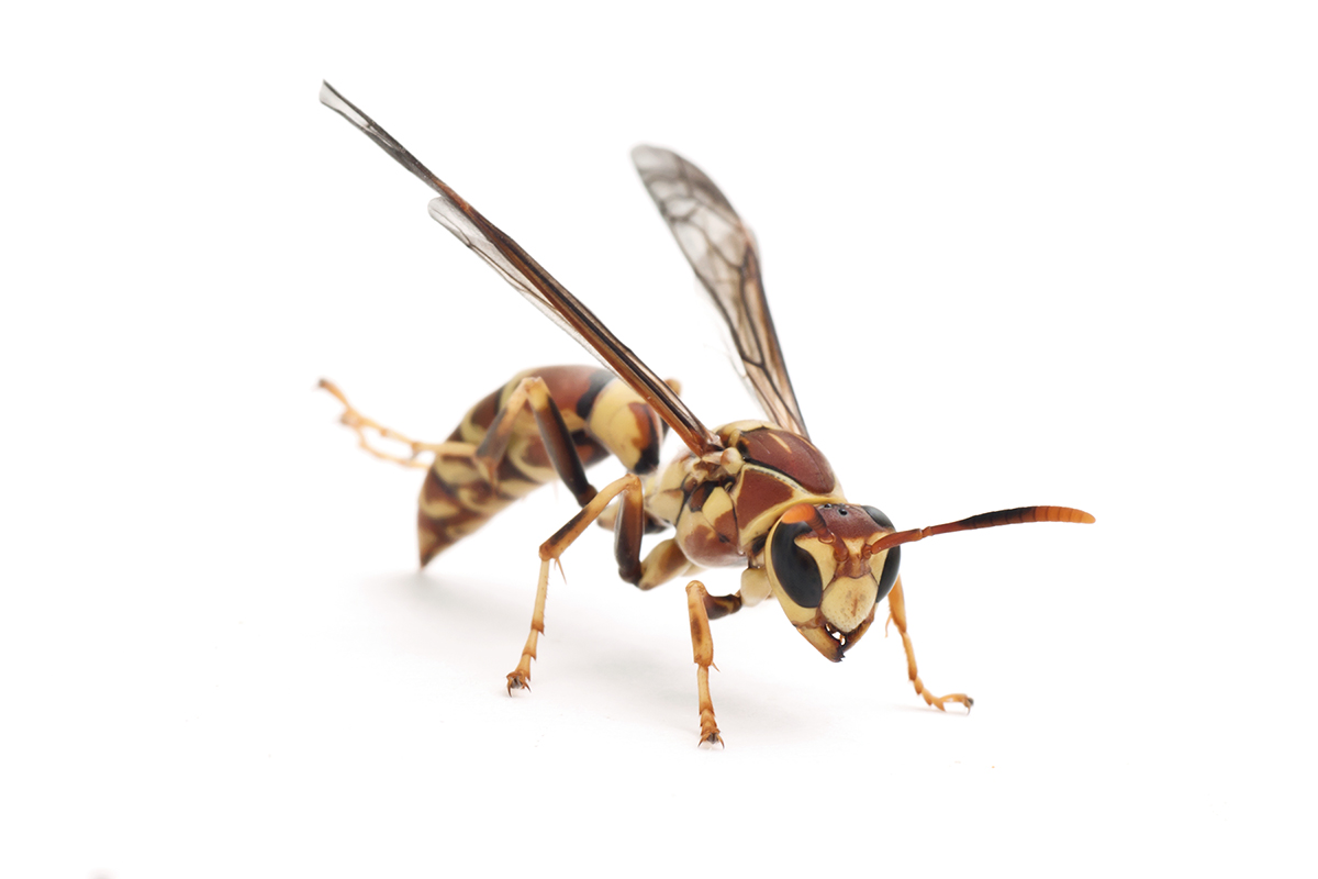 paper wasps pest control