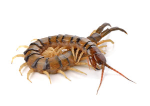 are centipedes dangerous pest control