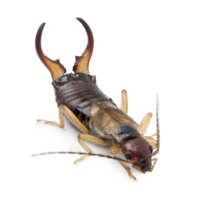 Are Earwigs Harmful To Humans pest control