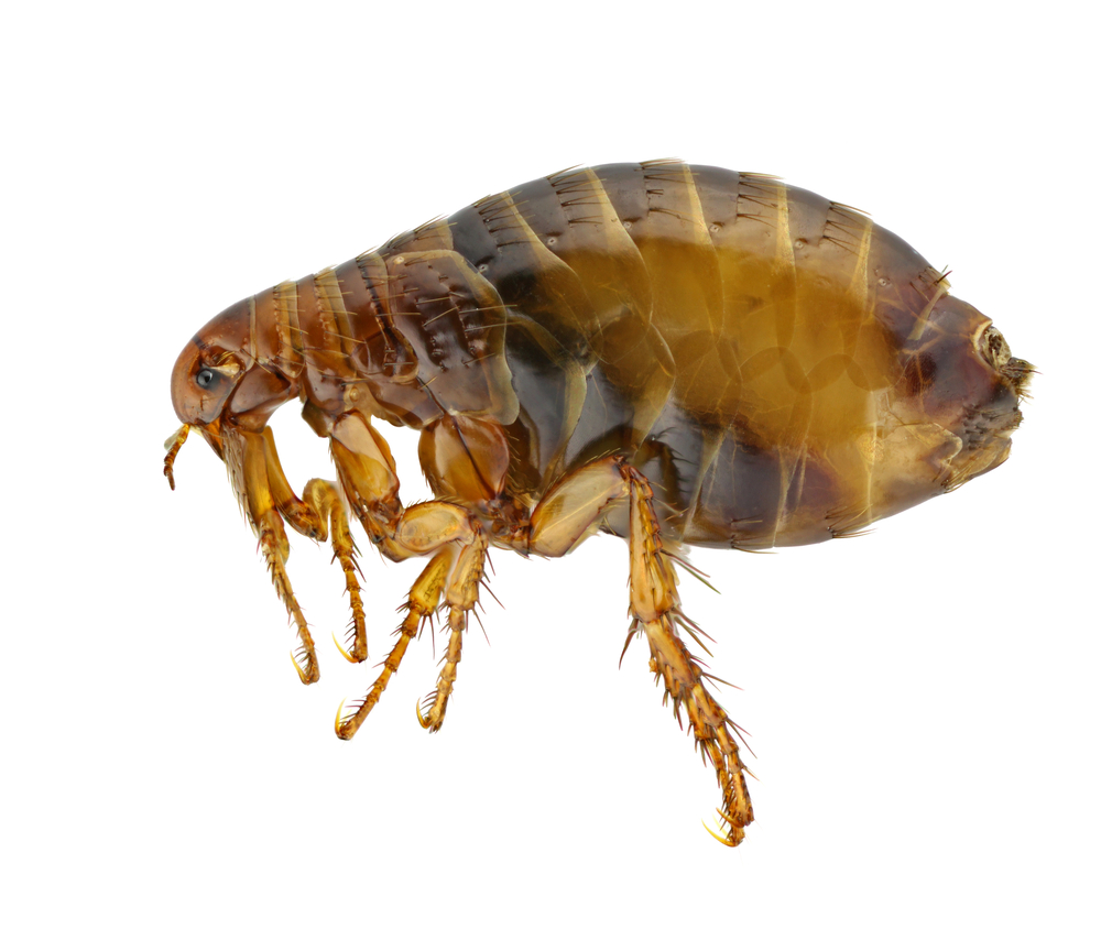 Are fleas a serious problem in Nashville pest control