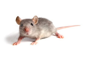 Can pest control get rid of mice?
