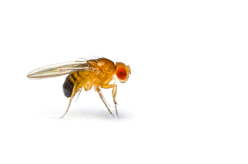 fruit fly pest control