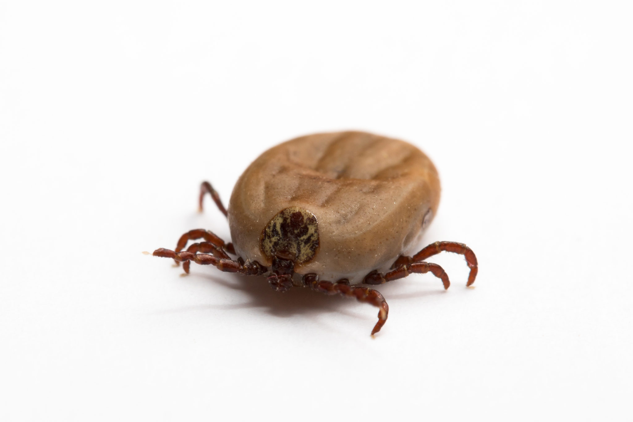 ticks pest control