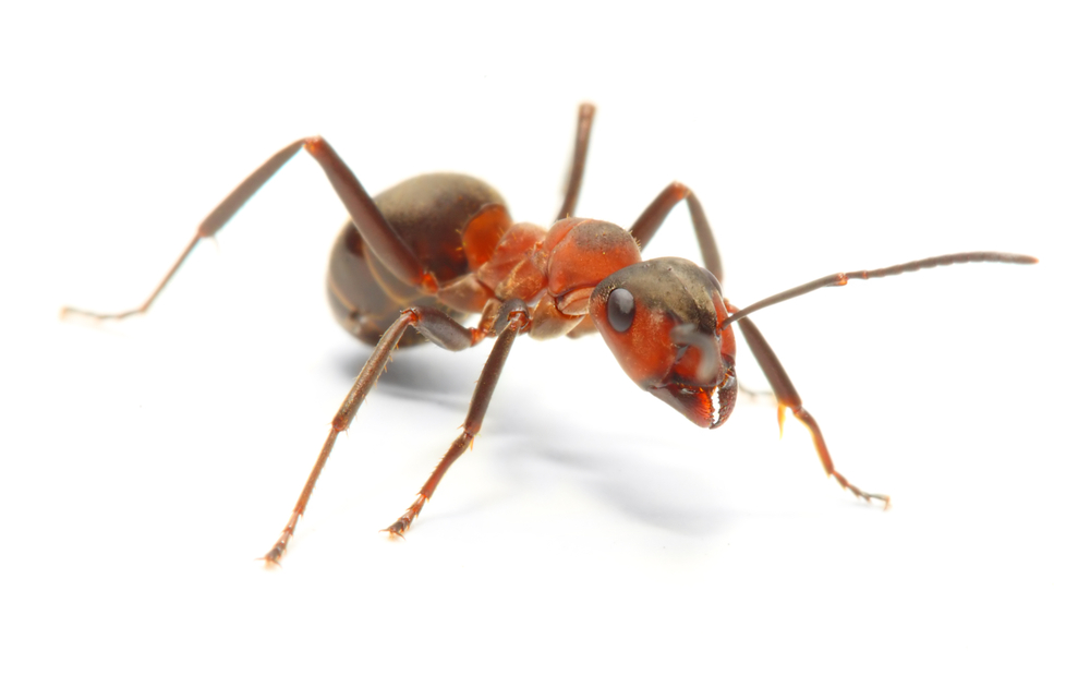 fire ants pest control