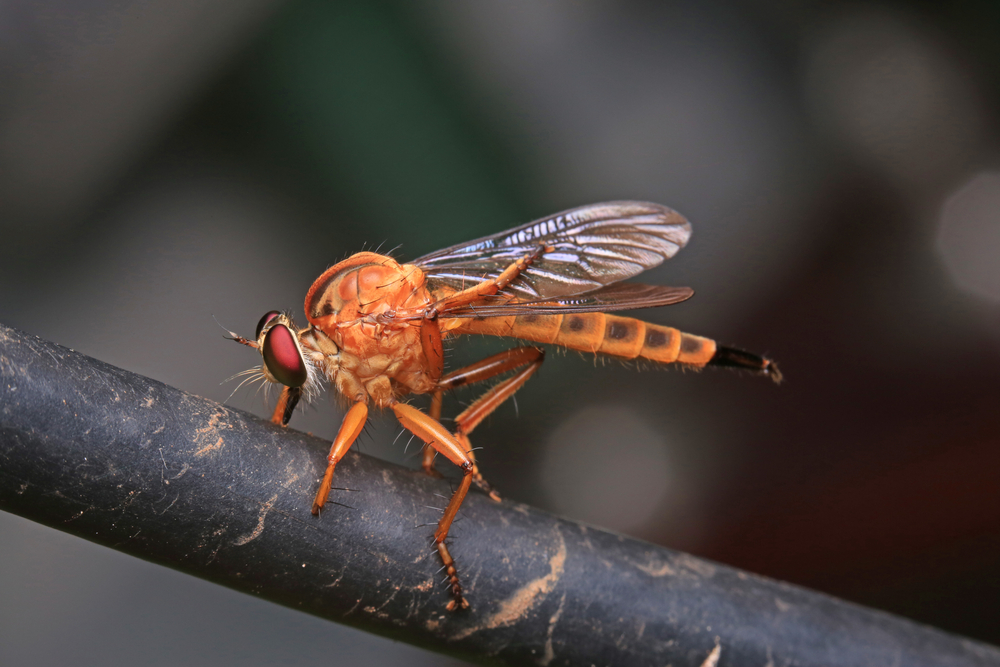 phorid flies pest control