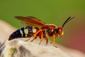 Can cicada killers hurt you pest control