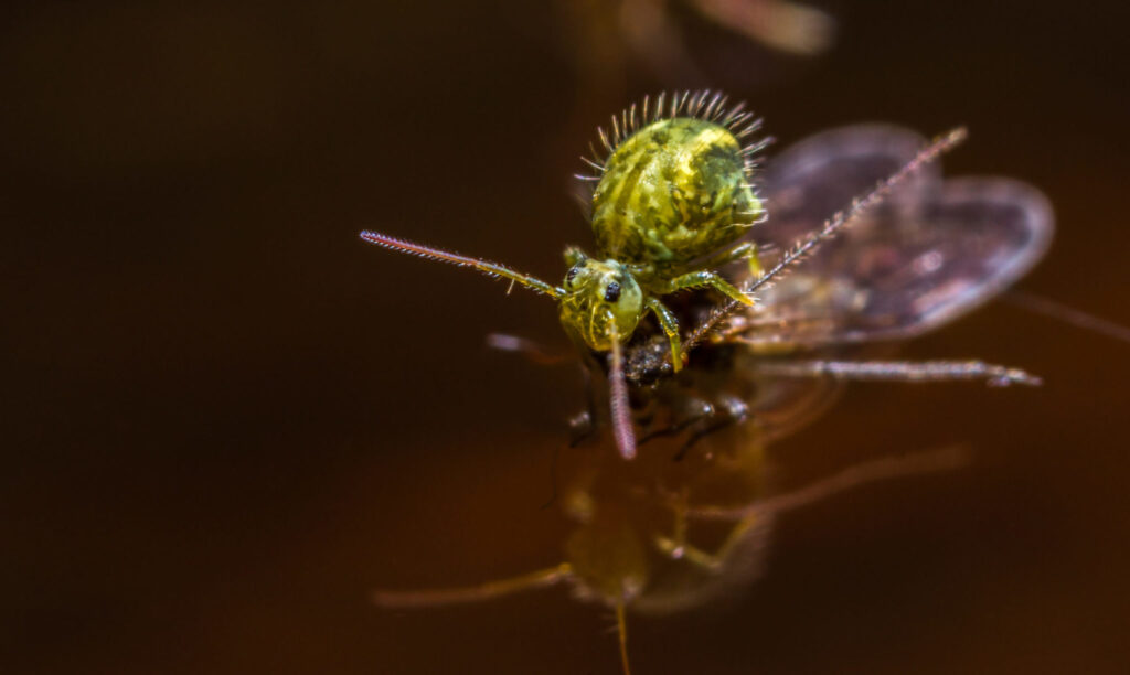 are springtails harmful pest control