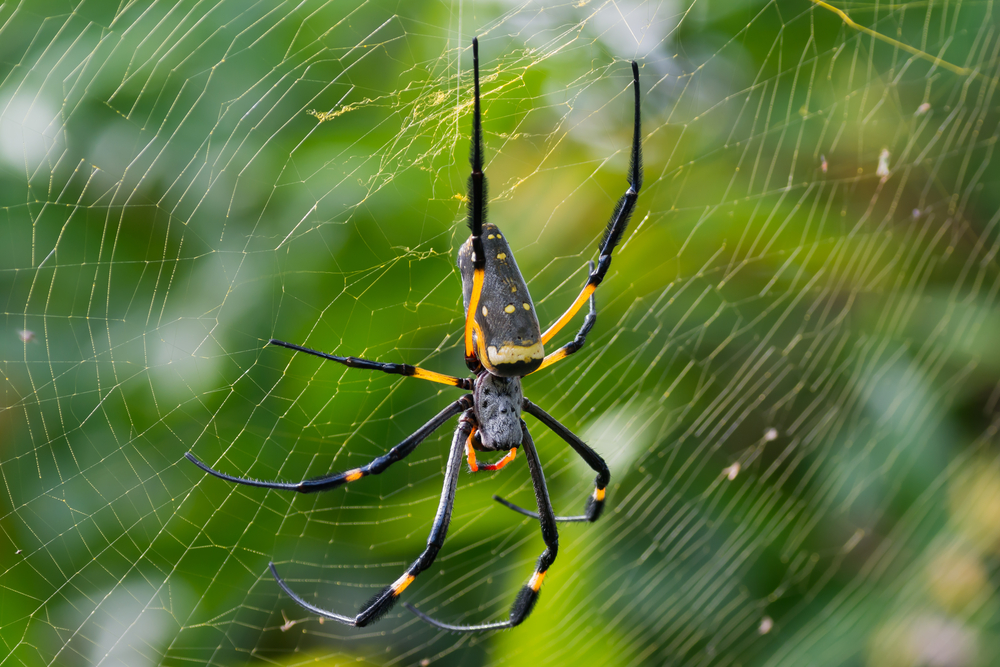 Are Orb-Weaver Spiders Dangerous? pest control