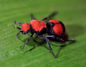 How bad is the velvet ant sting pest control