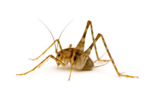 Can camel crickets hurt you pest control