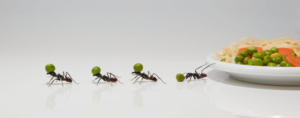 Do I need pest control in the winter in Tennessee?