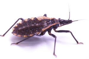 Are kissing bugs in NC? Pest control