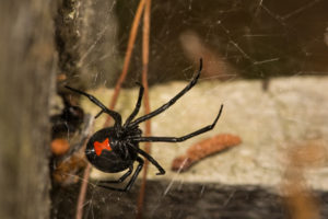 Are there Black Widows in Durham NC?
