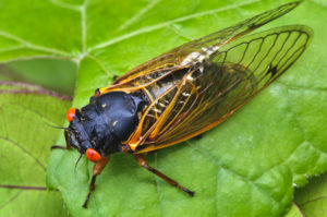 Are Cicadas Coming to Ohio in 2021?