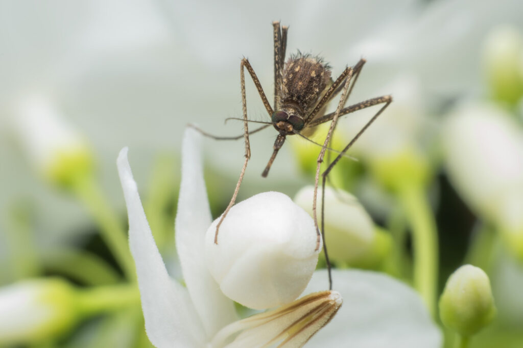 Does a male mosquito bite you?