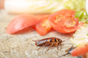 Do cockroaches trigger allergies?