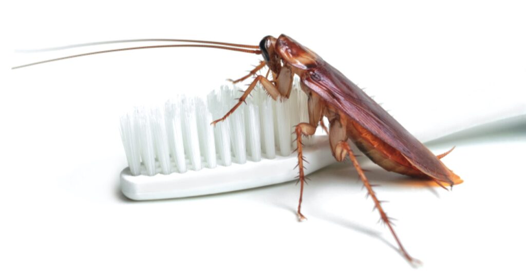 What pest control is used for roaches
