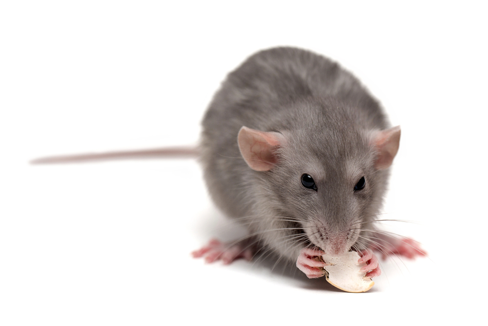 Will pest control get rid of rats