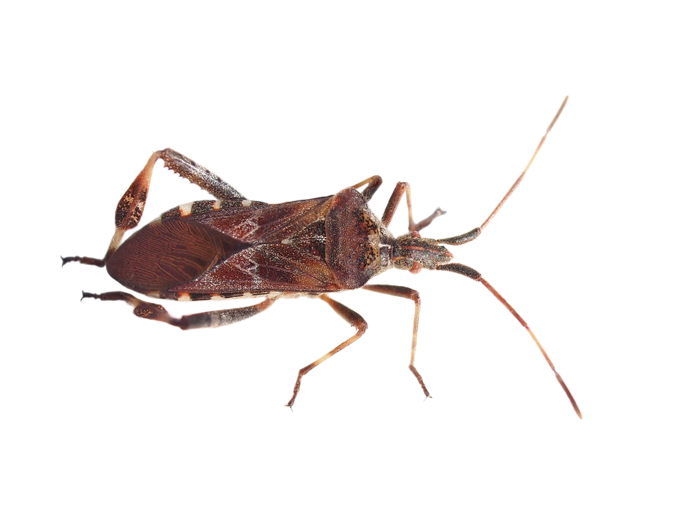 what are assassin bugs