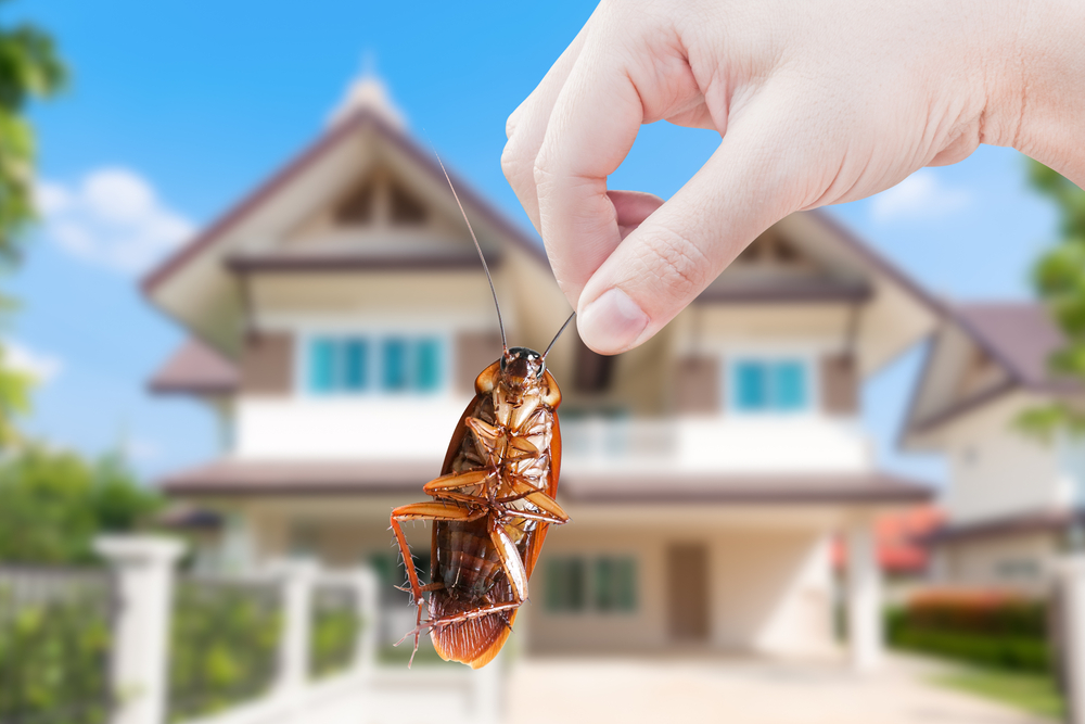 best pest control company in Raleigh
