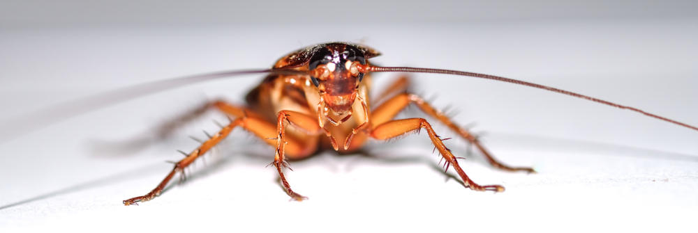 Can pest control get rid of roaches?