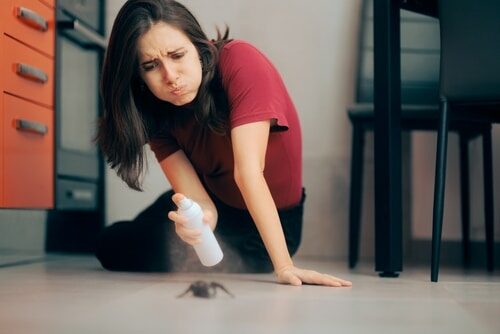 Where to pest control spray in your house