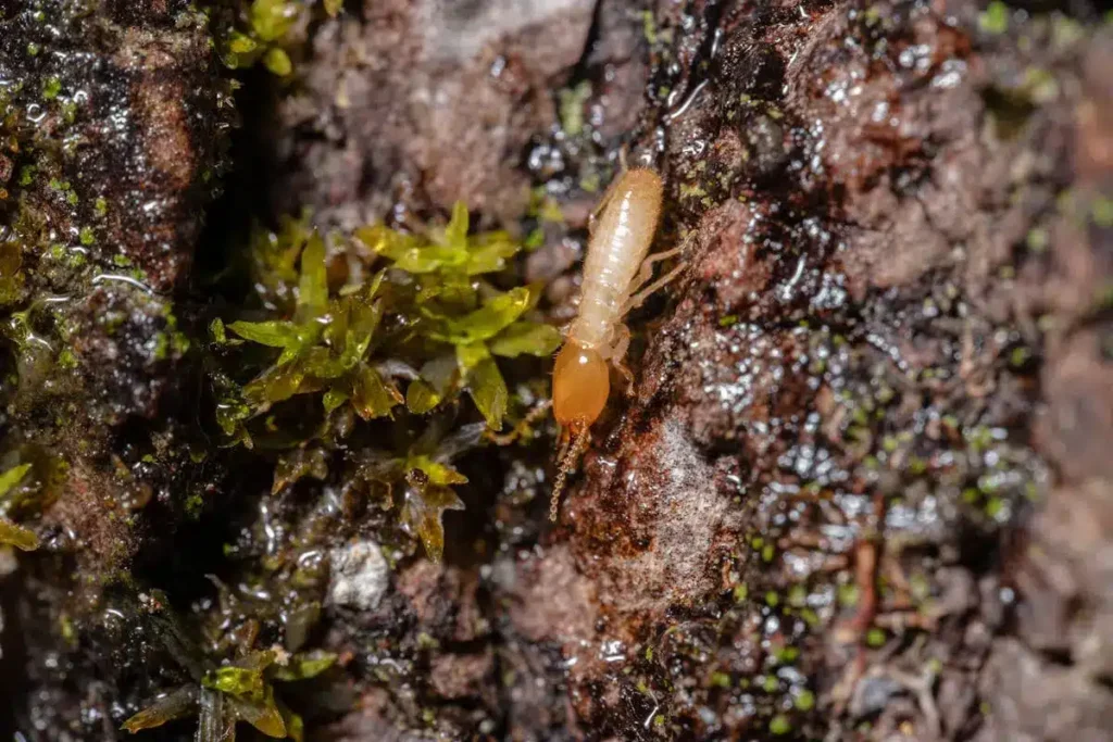 termite control
