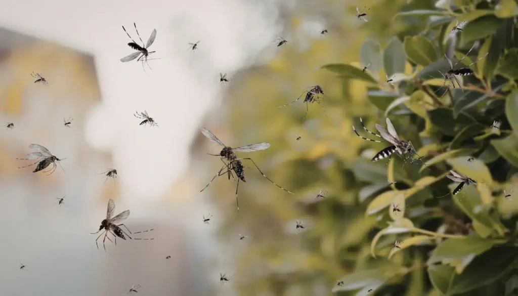 mosquito in yard