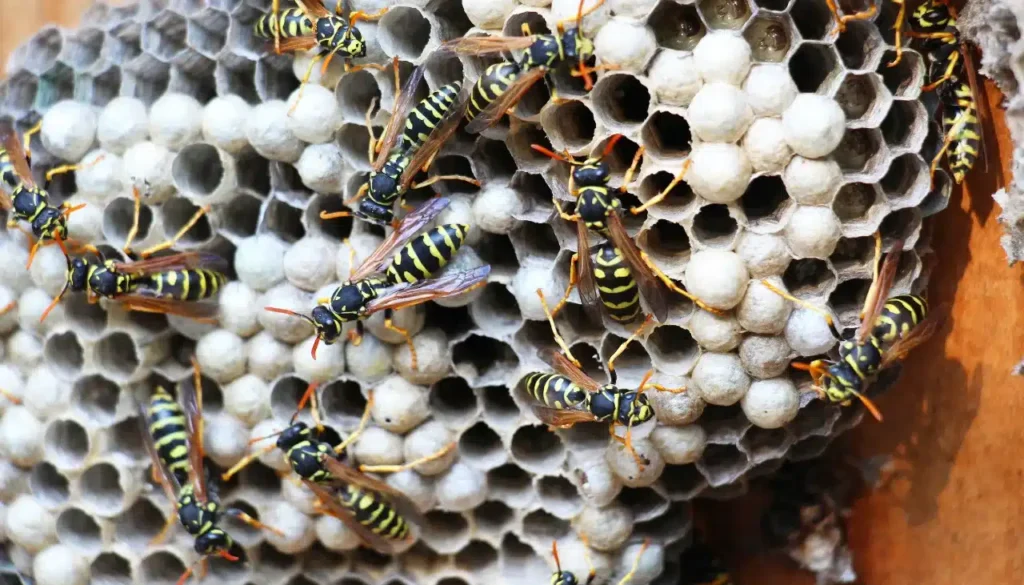 paper wasp nest