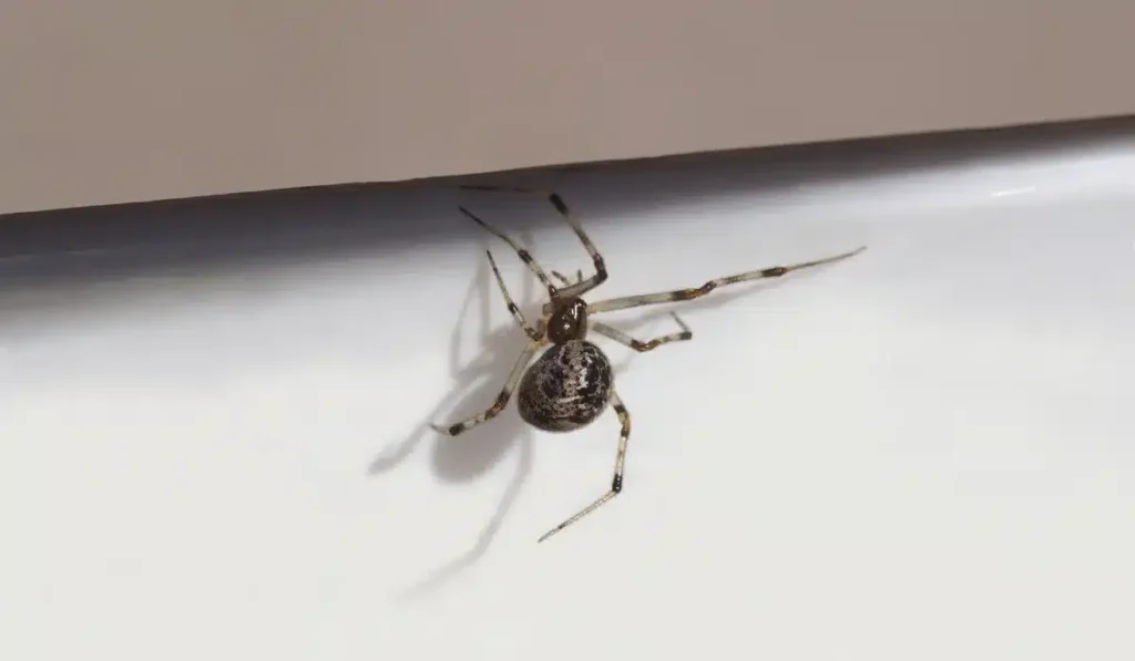American house spider