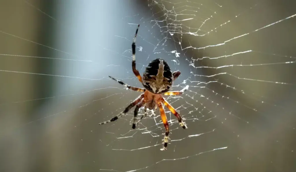 American house spider building web