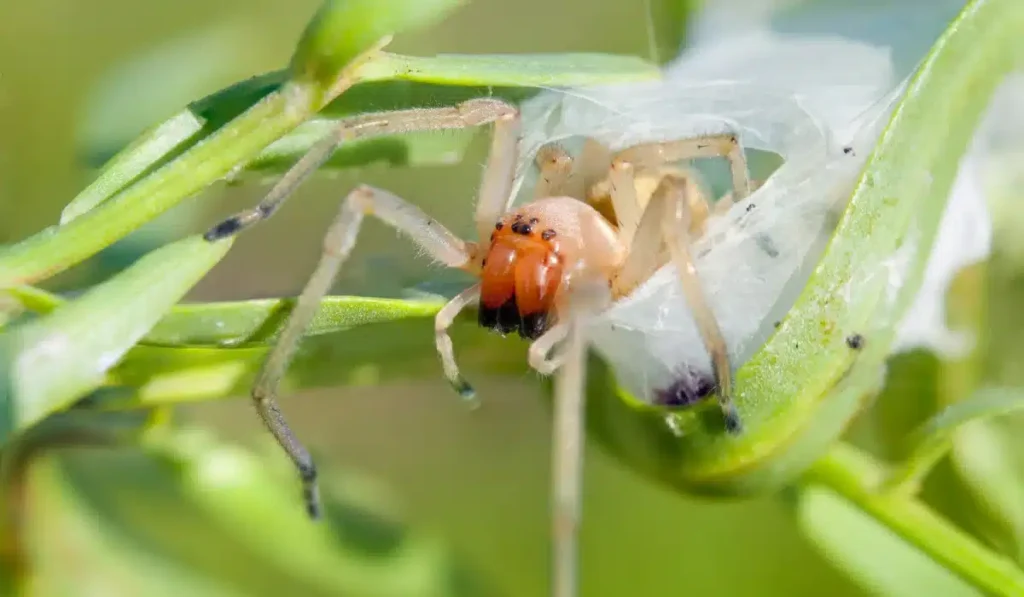 Sac Spider