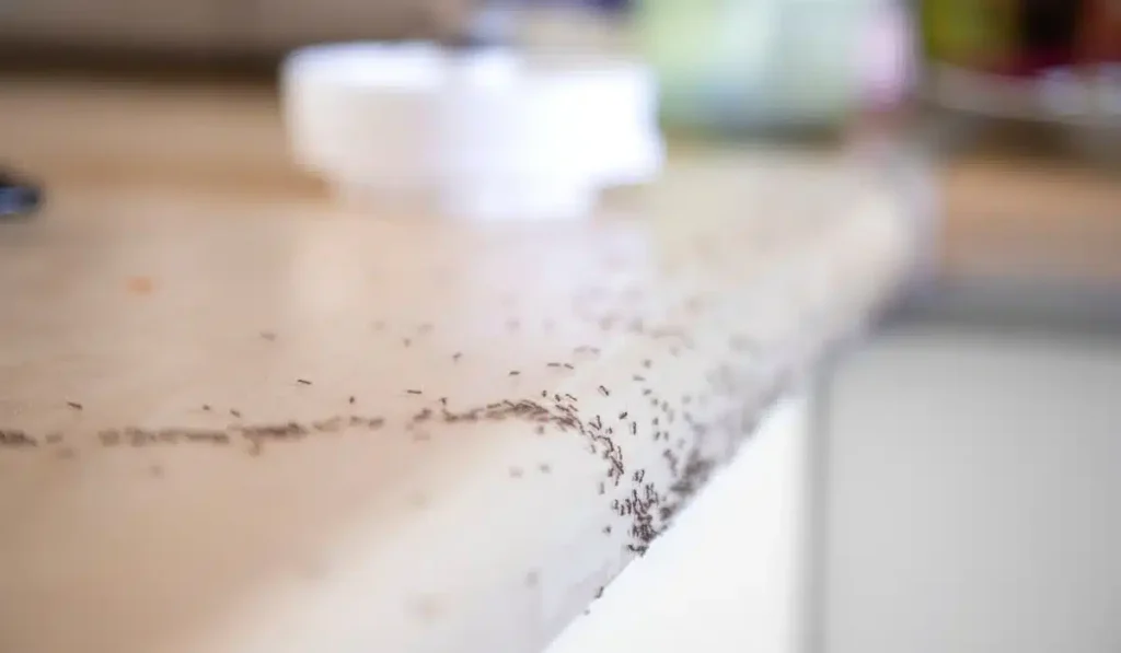ants in kitchen with no food