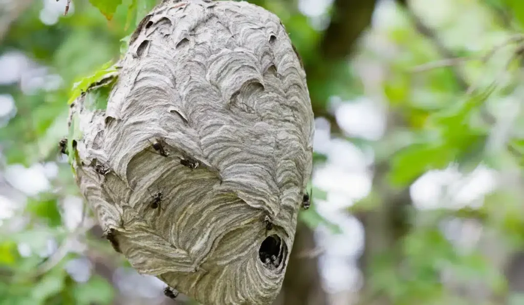 hornet nest