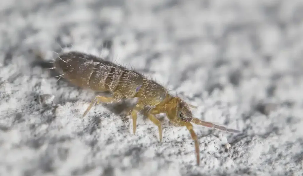 small Springtail 2 mm Collembola on the wall