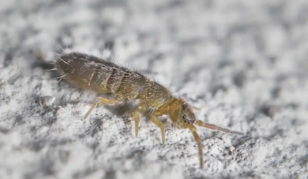 small Springtail 2 mm Collembola on the wall