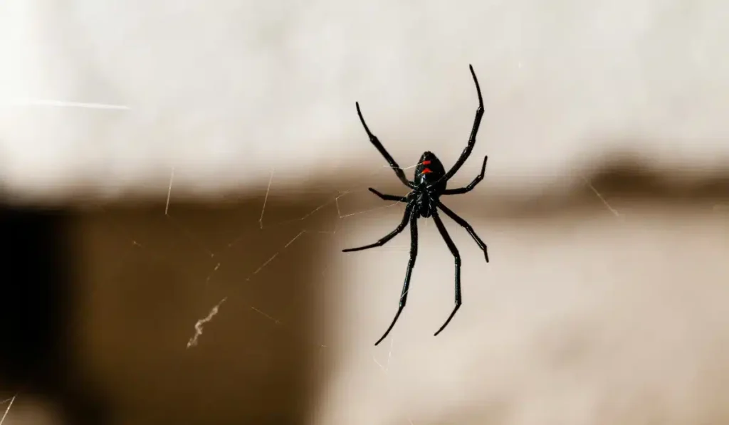 spider infestation (black widow)