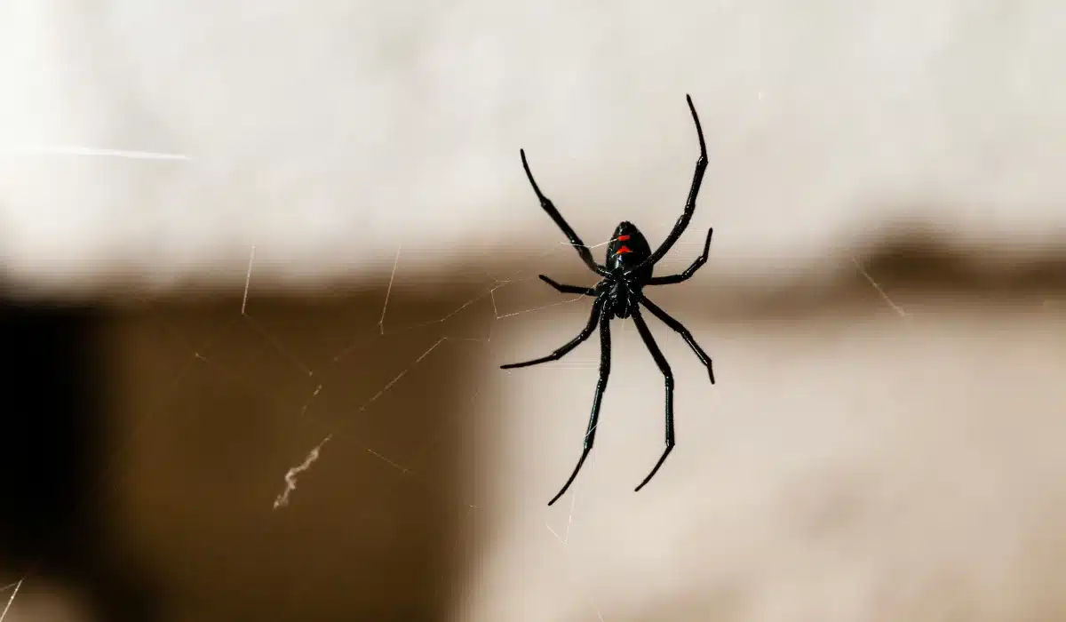spider infestation (black widow)