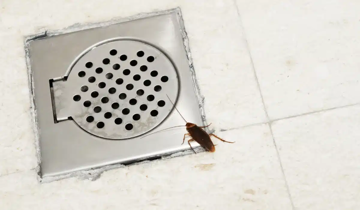 Cockroach in the bathroom near the drain hole