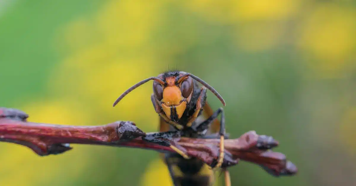 Hornets in Tennessee: Types, Risks, and How to Remove Them — featured image