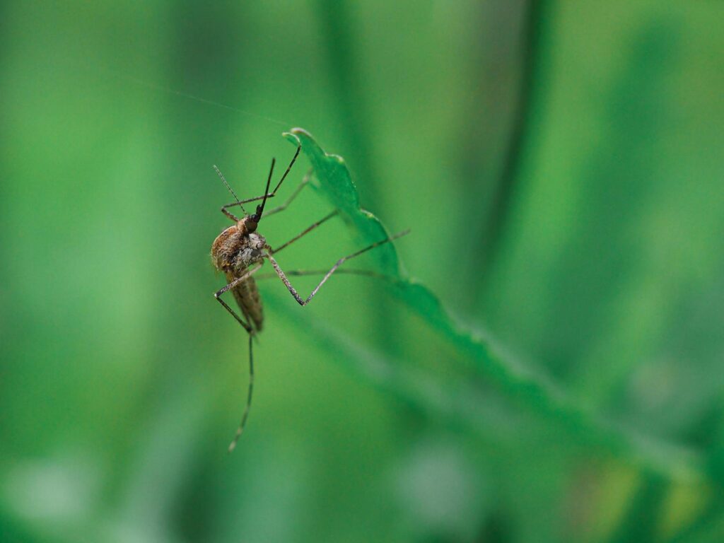 Do Mosquitoes Live in Grass