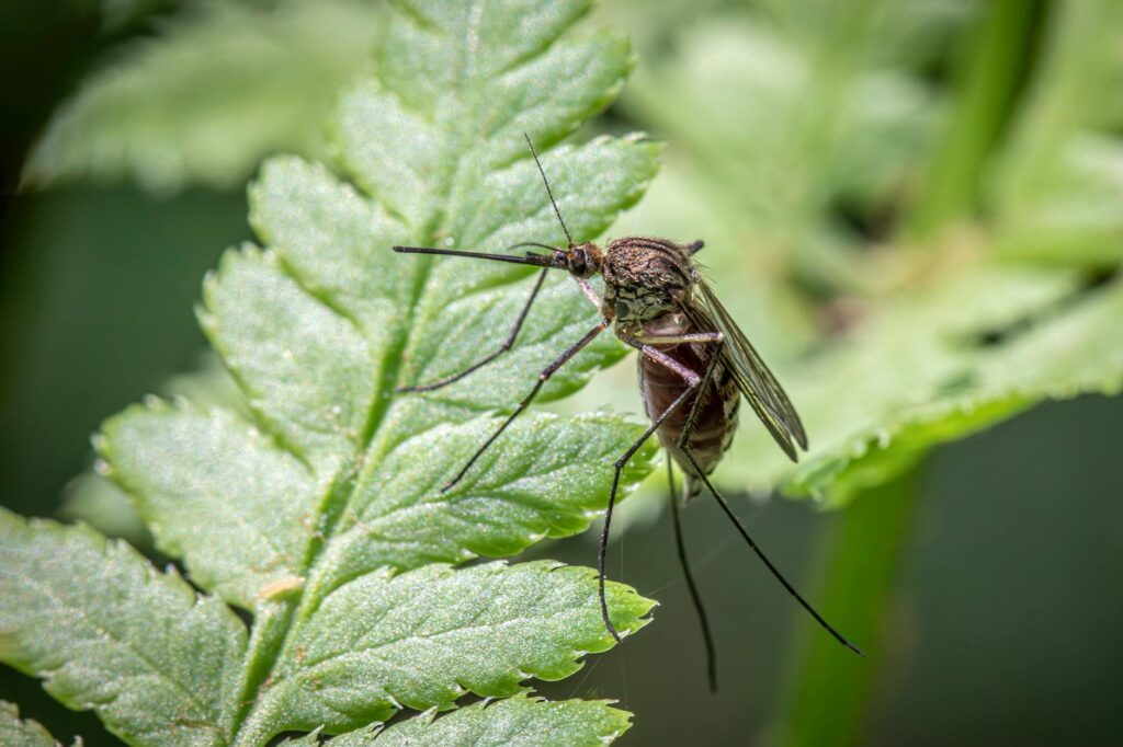 Best Plants To Repel Mosquitoes