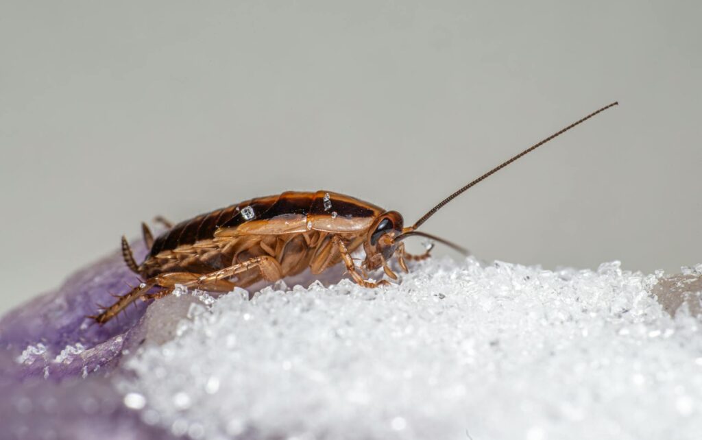Signs Of Hidden Cockroach Infestation