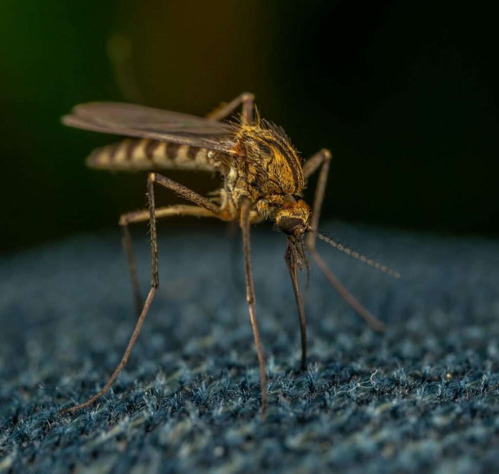 what attracts mosquitoes to your yard