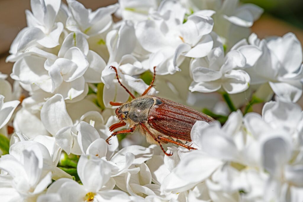 seasonal pests in spring
