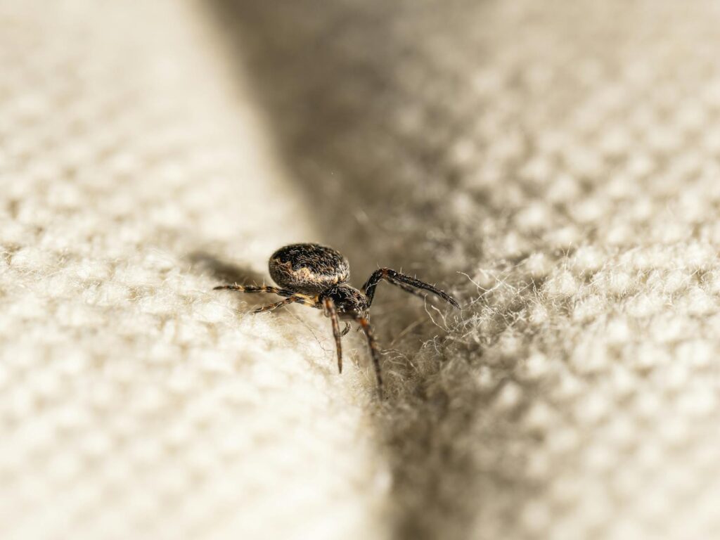 what attracts spiders indoors